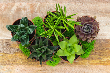 Image showing Succulent plants and moss arrangement