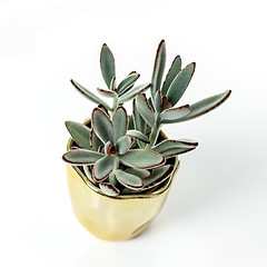 Image showing Kalanchoe tomentosa plant in a golden pot