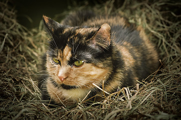 Image showing Cat in the Hay