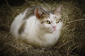 Image showing Cat in the Hay