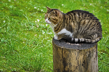 Image showing Cat on a Tree Stump