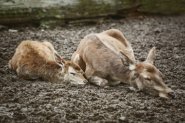 Image showing Deers Sleeping on the Ground