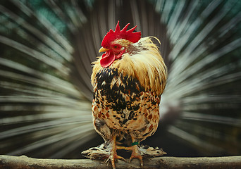 Image showing Rooster with Peacock Tail