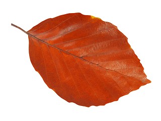 Image showing Leaf on white