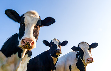 Image showing Holstein cows over blue sky