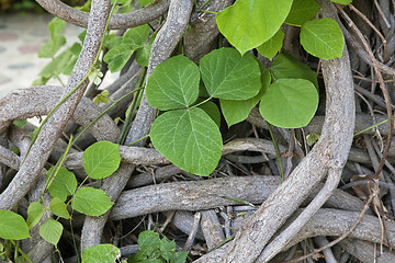 Image showing Interlaced stems of a creeper plant