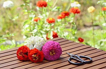 Image showing Small bunch of zinnias with scissors on a wooden table