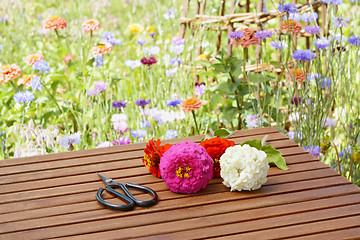 Image showing Scissors with cut flowers in a rural flower garden