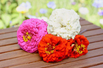 Image showing Bunch of four zinnia flowers, freshly cut from the garden