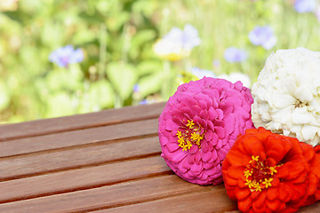 Image showing Zinnia flowers on a wooden garden table in summer