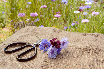 Image showing Small posy of cornflowers on hessian with florist scissors