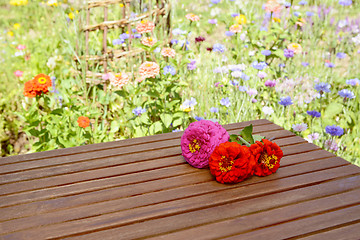 Image showing Three zinnia blooms outdoors on a wooden table