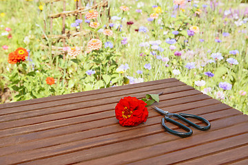 Image showing Single red zinnia with scissors by a blooming flower bed