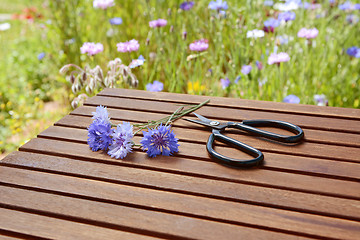 Image showing Blue cornflowers with garden scissors on a wooden table