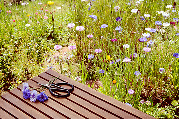 Image showing Cornflowers and scissors on a table in a wildflower garden