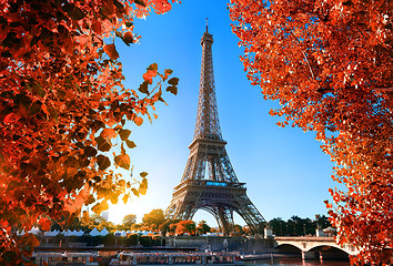 Image showing Maple tree in Paris