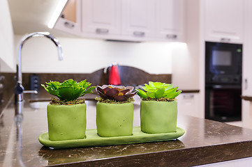 Image showing Succulent plants at the kitchen