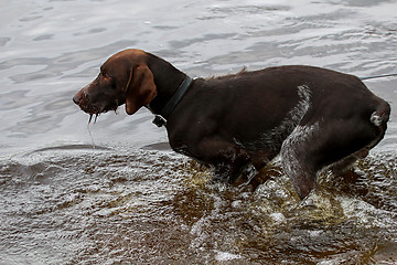 Image showing Dog in river