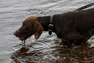 Image showing Dog in river