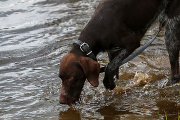 Image showing Dog in river