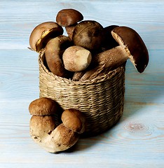 Image showing Fresh Boletus Mushrooms