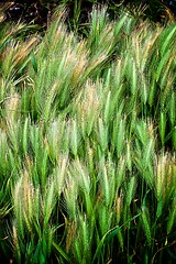 Image showing Background of Green Wheat