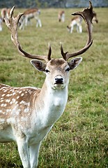 Image showing Fallow Deer on Meadow