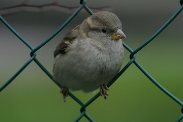Image showing Bird on fence