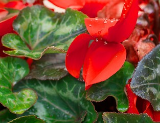 Image showing Red Cyclamen with Water Drops