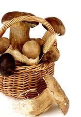 Image showing Raw Boletus Mushrooms