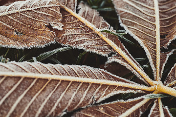 Image showing Fallen chestnut tree leaves covered with frost lie on the frozen grass