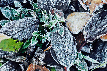 Image showing Beautiful fallen leaves covered with frost