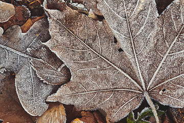 Image showing Beautiful fallen leaves covered with frost