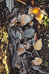 Image showing Beautiful fallen leaves covered with frost