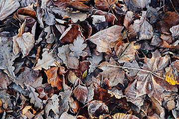 Image showing Beautiful fallen leaves covered with frost