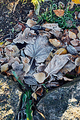 Image showing Beautiful fallen leaves covered with frost