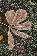 Image showing Fallen chestnut tree leaves covered with frost lie on the frozen grass