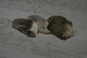 Image showing Seals sleeping