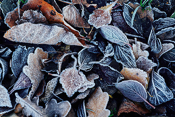 Image showing Beautiful fallen leaves covered with frost