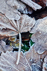 Image showing Beautiful fallen leaves covered with frost