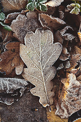 Image showing Beautiful fallen leaves covered with frost