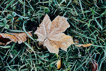 Image showing Beautiful fallen leaves covered with frost