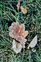 Image showing Beautiful fallen leaves covered with frost