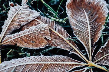 Image showing Fallen chestnut tree leaves covered with frost lie on the frozen grass