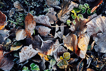 Image showing Beautiful fallen leaves covered with frost