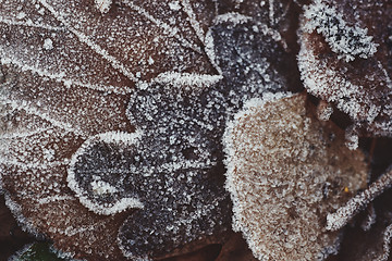 Image showing Beautiful fallen leaves covered with frost