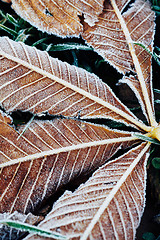 Image showing Fallen chestnut tree leaves covered with frost lie on the frozen grass