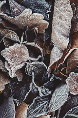 Image showing Beautiful fallen leaves covered with frost