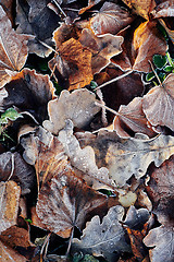 Image showing Beautiful fallen leaves covered with frost