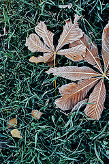 Image showing Fallen chestnut tree leaves covered with frost lie on the frozen grass